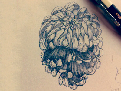 Chrysanthemum Skull Sketch