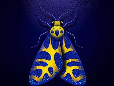 Moth blue butterfly illustration insects moth night yellow