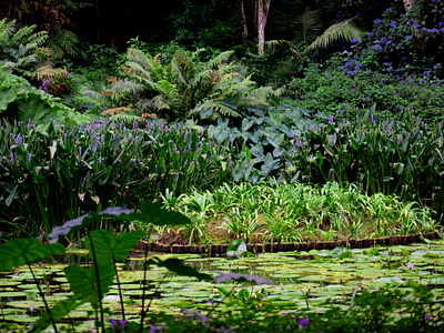 Makaranga Gardens