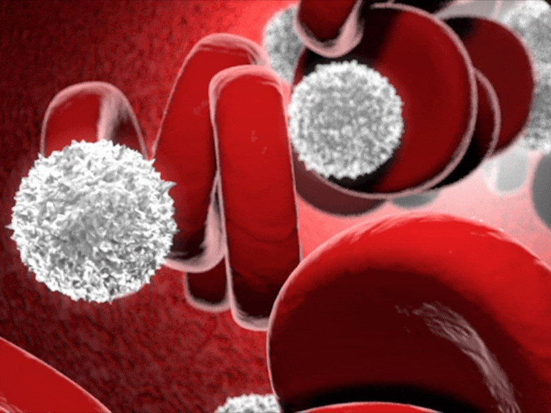 Red & White Blood Cells 3d animation animation