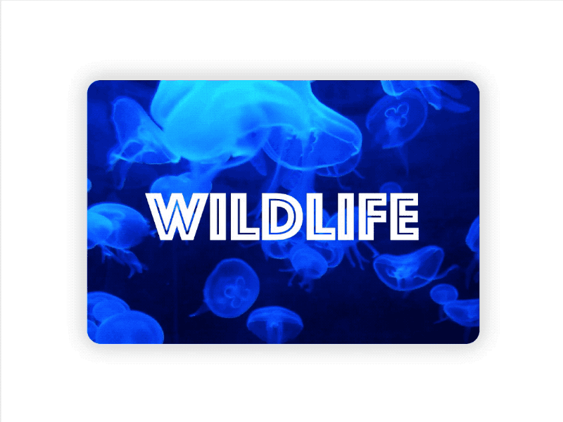 Wildlife Tile animation design jellyfish live tile process tile tv tv ui ui wildlife