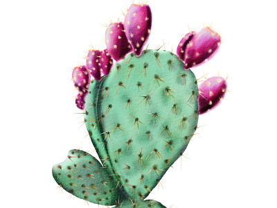 Watercolor plant opuntia