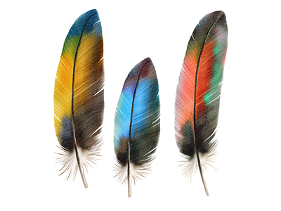 Watercolor Feathers in Procreate