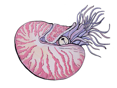 Nautilus pompilius in gouache cartoon character cute cute animal gouache hand drawn illustration linework mollusk nautilus pompilius pastel colors pink purple sea sea animal simple illustration traditional underwater