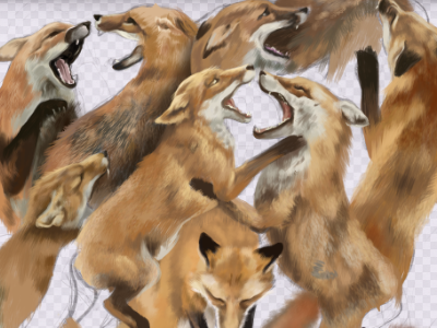 Fox Fight! animals digital painting fierce fight fox foxes illustration illustrator nature photoshop wacom
