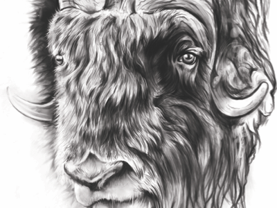 Musk Ox animals art artist cool digital art horns illustration illustrator tshirt wacom
