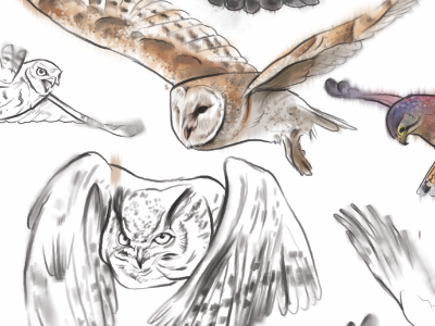 Apowlcalypse animals bird illustration owl watercolour