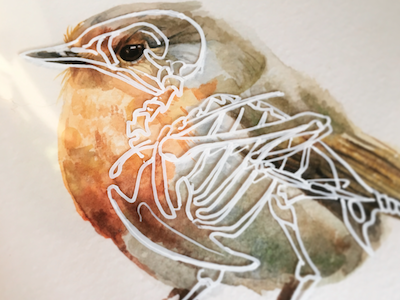 Anatomy of a Robin anatomy animals art cool design illustration interesting mixed media painting skeleton watercolor watercolour