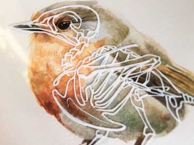 Anatomy of a Robin