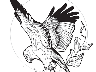 Hen Harrier Project animals art bird design graphic design illustration illustrator t shirt vector