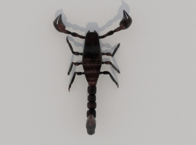 scorpion 3D model in MAYA