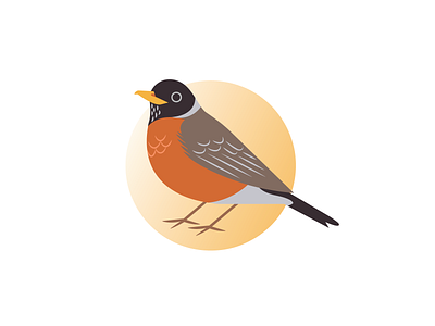 American Robin