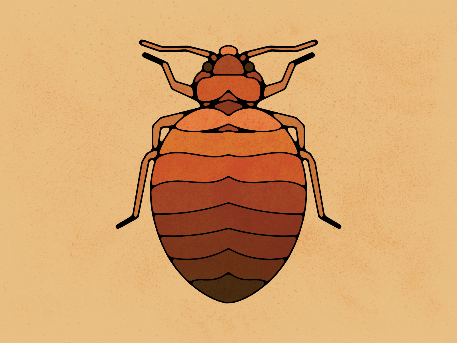 Bedbug Stock Illustration  Download Image Now  Bedbug Engraved Image  Engraving  iStock
