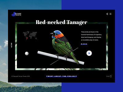 What Does The Bird Say? birds clean concept halo lab landing minimal promo slider typography ui web website