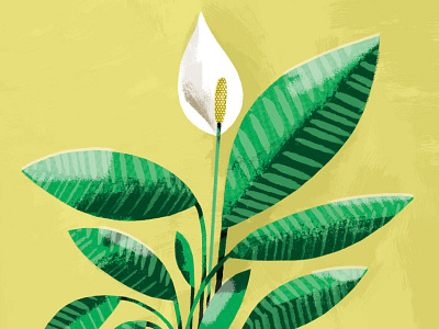 Peace Lily flower houseplant nature peacelily photoshop plants