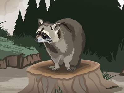 Racoon Illustration illustration vector