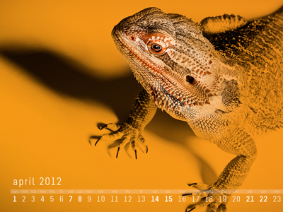 April 2012 Desktop Calendar calendar desktop lizard orange wallpaper