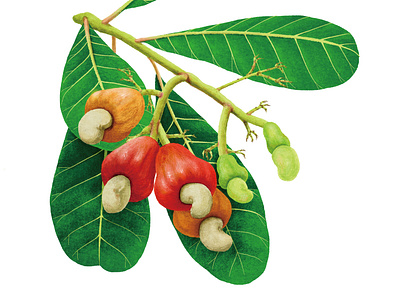 Cashew Nut Tree digital art illustration illustration art