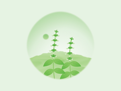 Tulasi illustration basi green hill illustration plants tulasi