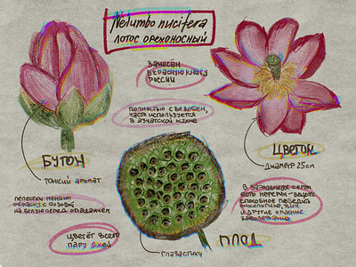 Nelumbo nicifera atmospheric bitmap botanic botanical art botanical illustration encyclopedia expression hand drawn illustration illustrator infographic procreate