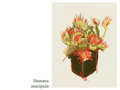 Dionaea miscipula atmospheric botanic botanical art botanical illustration botanicals branding expression hand drawn illustration illustrator procreate