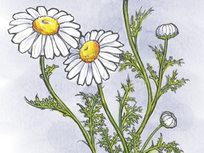 Chamomile basil digital watercolor herbs painter