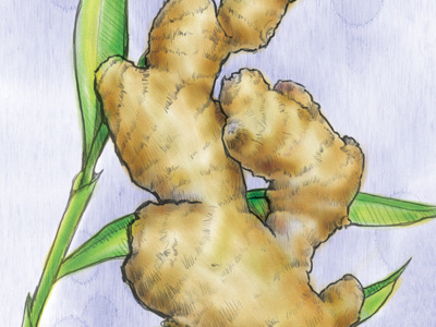 Ginger basil digital watercolor herbs painter