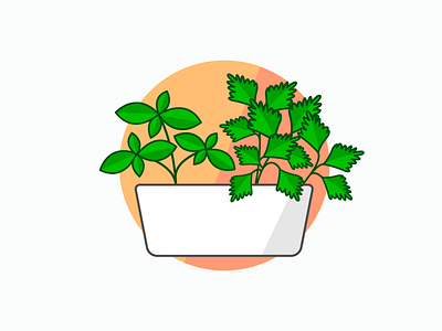 Herbs basil botany design family herb herbs illustration orlando parsley plant plants