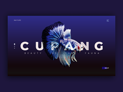 FISH USER INTERFACE cupang design fighters fish product design ui webdesign