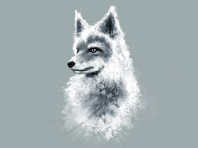 Fox drawn fox illustration ipad procreate