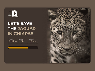 Crowdfunding Campaign Jaguar animals daily ui 032 jaguar landingpage monochrome montserrat naturalia