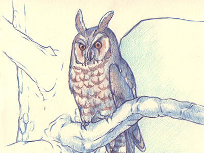 One owl colored pencil illustration owl