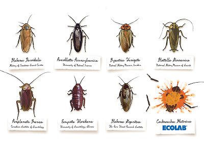 Ecolab: Cockroachus Historicus cockroaches collection ecolab illustration museum natural history pest control