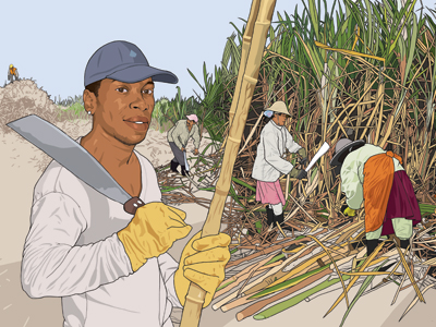 World in Your Kitchen Calendar: Mauritius calendar food illustration mauritius plantation sugar