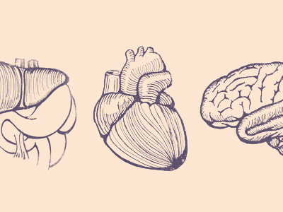 Organs anatomy body brain heart human liver organs science