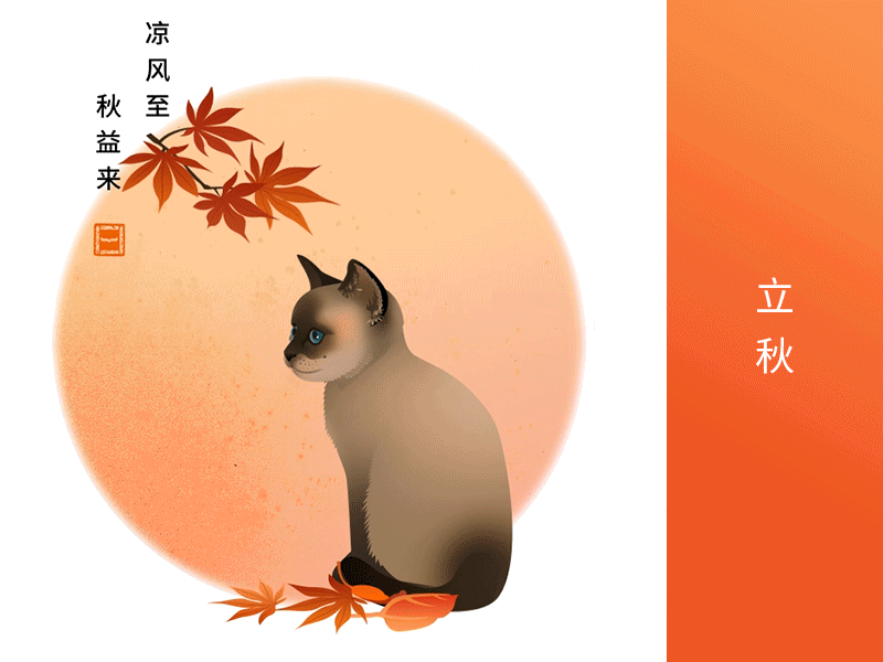 立秋 autumn cat leaves