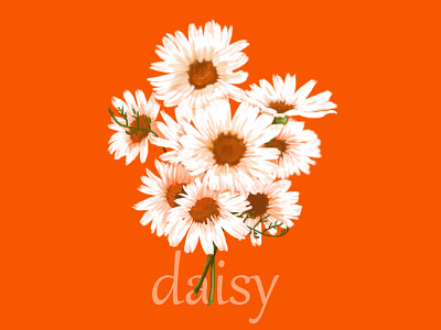 # daisy daisy floria flower illustration