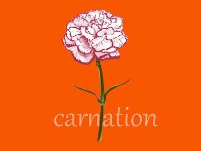 #carnation carnation floria flower illustration
