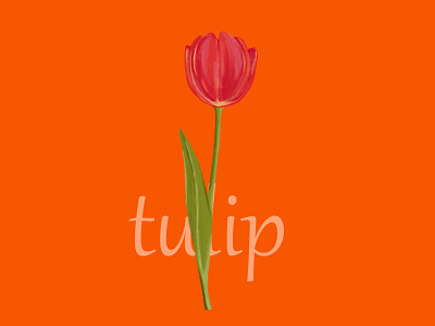 # tulip floria flower illustration tulip