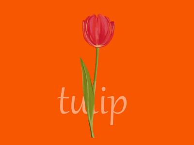 # tulip