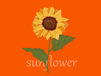 #sunflower floria flower illustration sunflower