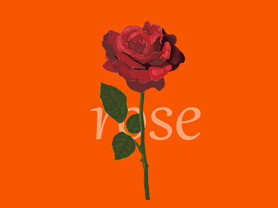 #rose floria flower illustration rose