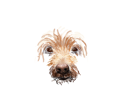 Rumo adobe illustrator cute design dog illustration illustrator