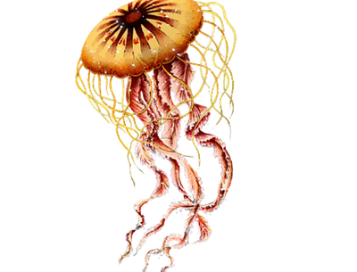 Jellyfish Design abstract creative design illustration jellfish logo design modern photoshop professional sketch