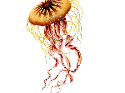 Jellyfish Design abstract creative design illustration jellfish logo design modern photoshop professional sketch