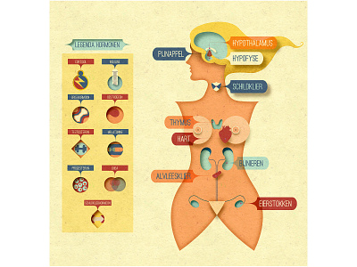 Explaining the female hormone system UI design female graphic design hormone illustration infographic logo web design