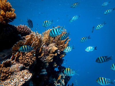 Komodo Diving