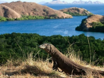 Komodo Island Trip