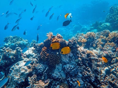 Exploring the Underwater Wonders of Kri island