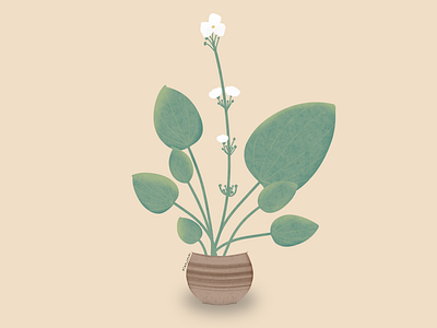 Echinodorus Palifolius 3d art character design drawing iartbook illustration jasmine plants procreate vector water